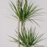Planta La Ghiveci De Mari Dimensiuni Dracaena La Ghiveci