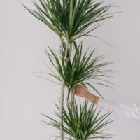 Planta La Ghiveci De Mari Dimensiuni Dracaena La Ghiveci
