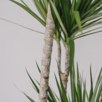 Planta La Ghiveci De Mari Dimensiuni Dracaena La Ghiveci