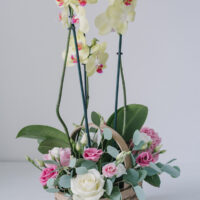 Aranjament Floral In Cos Cu Orhidee La Ghiveci