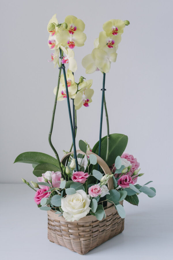 Aranjament Floral In Cos Cu Orhidee La Ghiveci