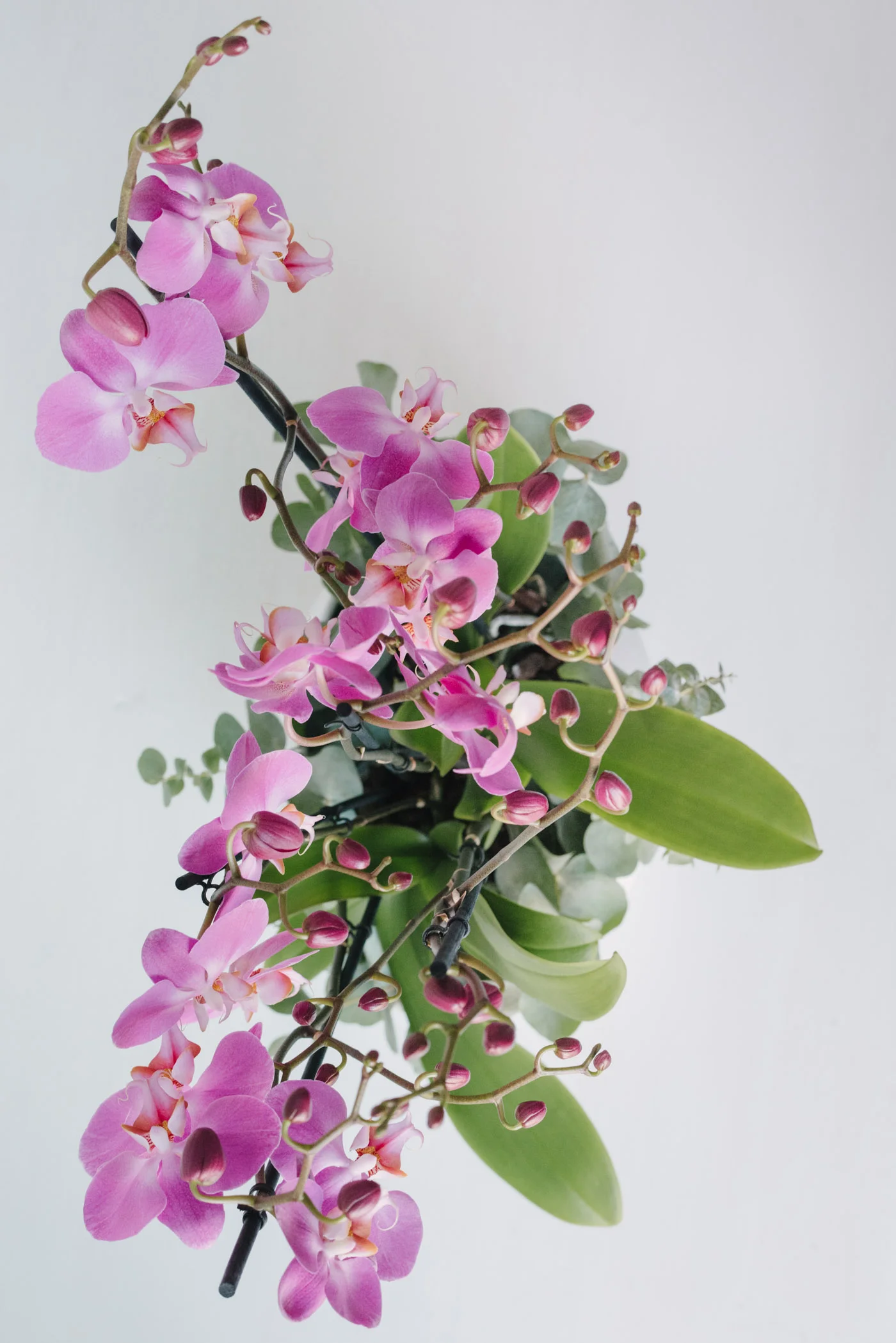 Aranjament Din Orhidee La Ghiveci In Vas Ceramic Alb