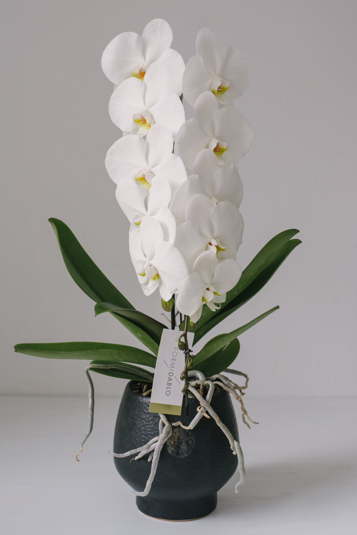 Orhidee La Ghiveci Deluxe Alba
