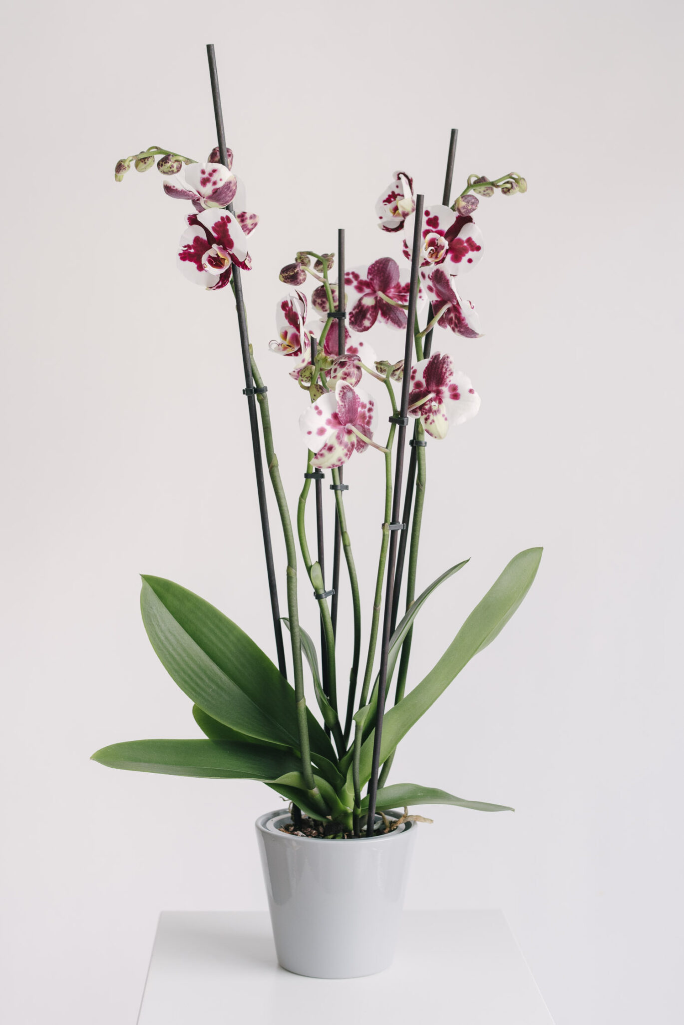 Orhidee la ghiveci Phaleenopsis cu 5 fire