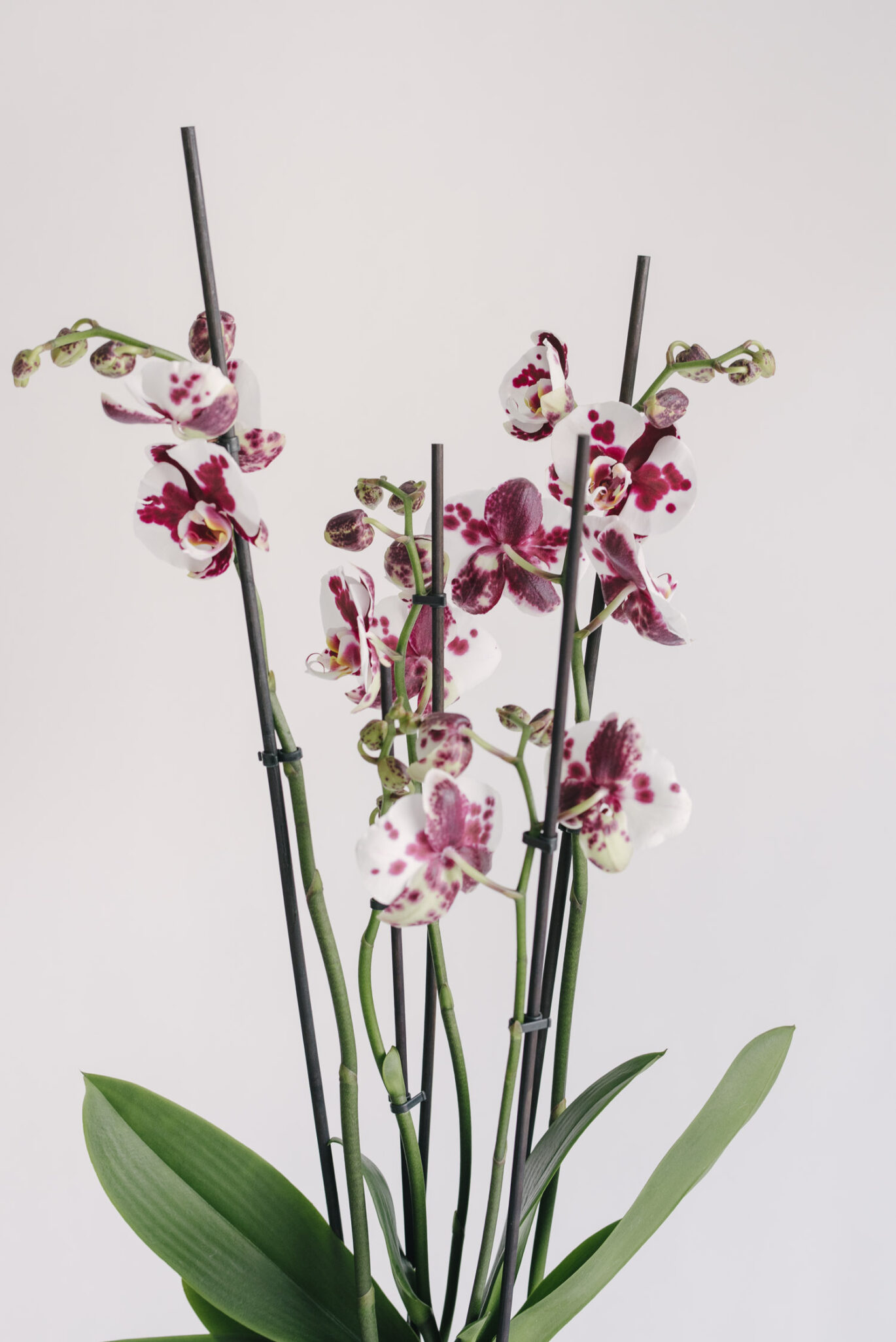 Orhidee la ghiveci Phaleenopsis cu 5 fire