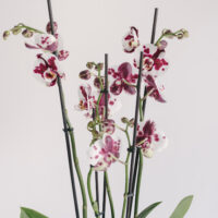 Orhidee la ghiveci Phaleenopsis cu 5 fire