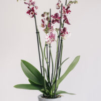 Orhidee la ghiveci Phaleenopsis cu 5 fire