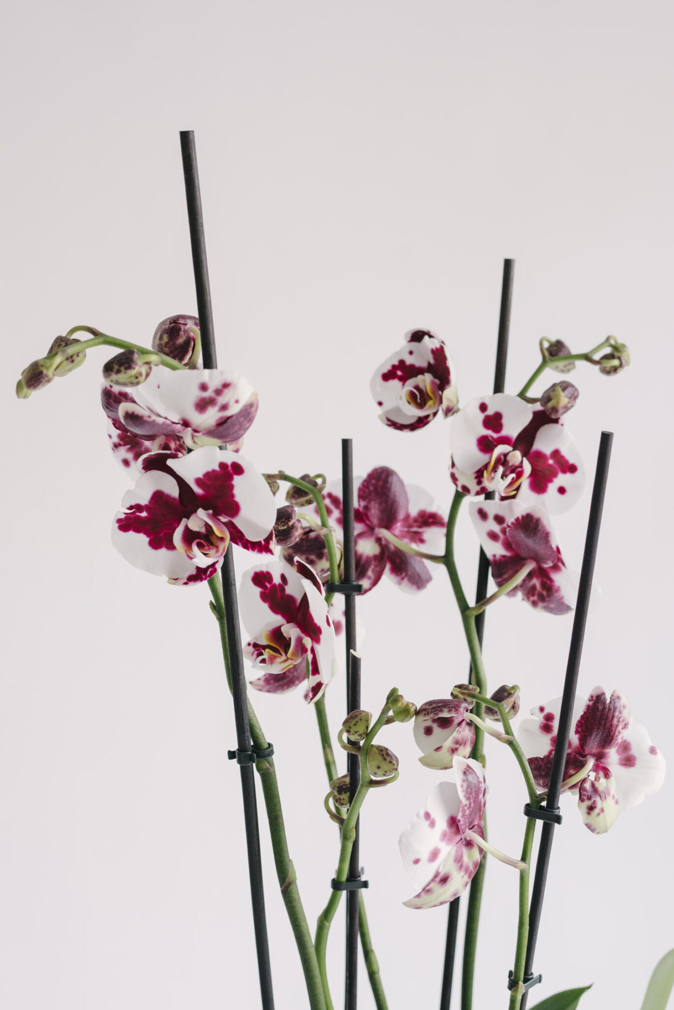 Orhidee la ghiveci Phaleenopsis cu 5 fire