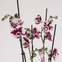 Orhidee la ghiveci Phaleenopsis cu 5 fire