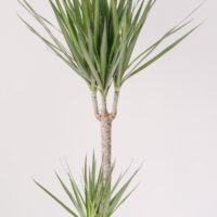 Plantă Dracaena La Ghiveci 100cm