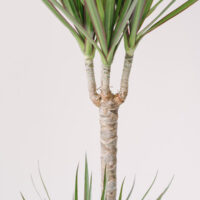 Plantă Dracaena la ghiveci