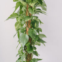 Plantă La Ghiveci De Mari Dimensiuni Epipremnum Aureum