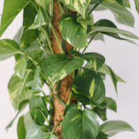Plantă La Ghiveci De Mari Dimensiuni Epipremnum Aureum