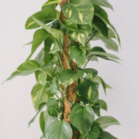Plantă La Ghiveci De Mari Dimensiuni Epipremnum Aureum