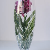 Orhidee Vanda In Vas De Sticla