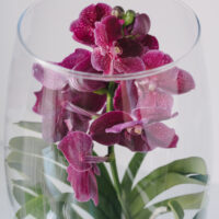 Orhidee Vanda In Vas De Sticla