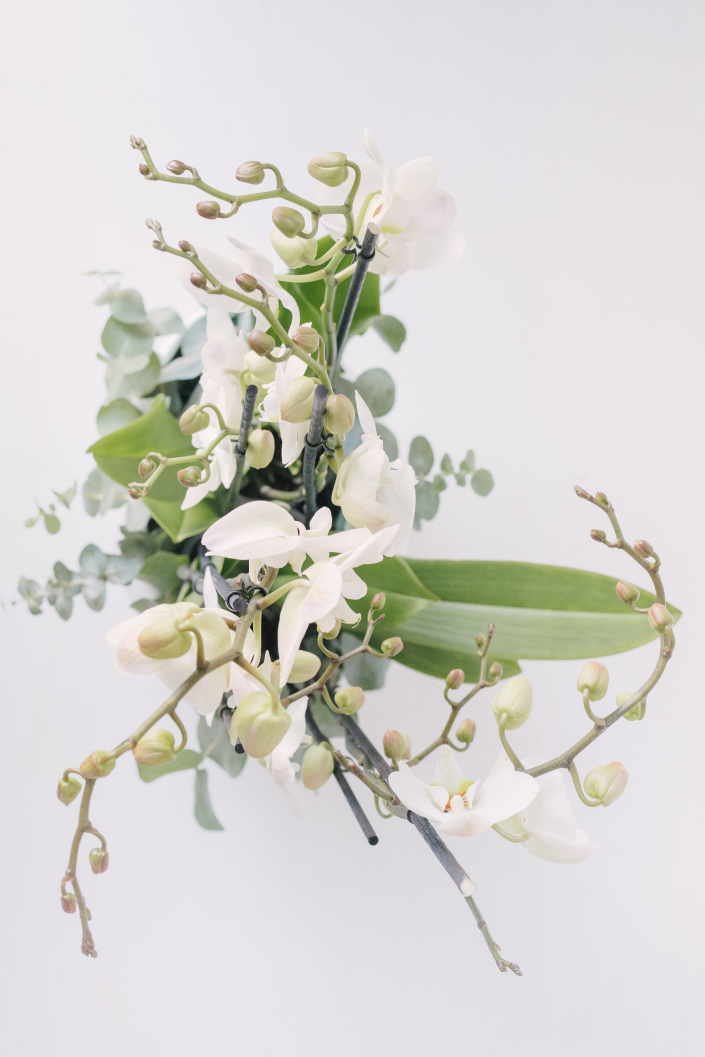 Aranjament Cu Orhidee Albe In Vas Ceramic
