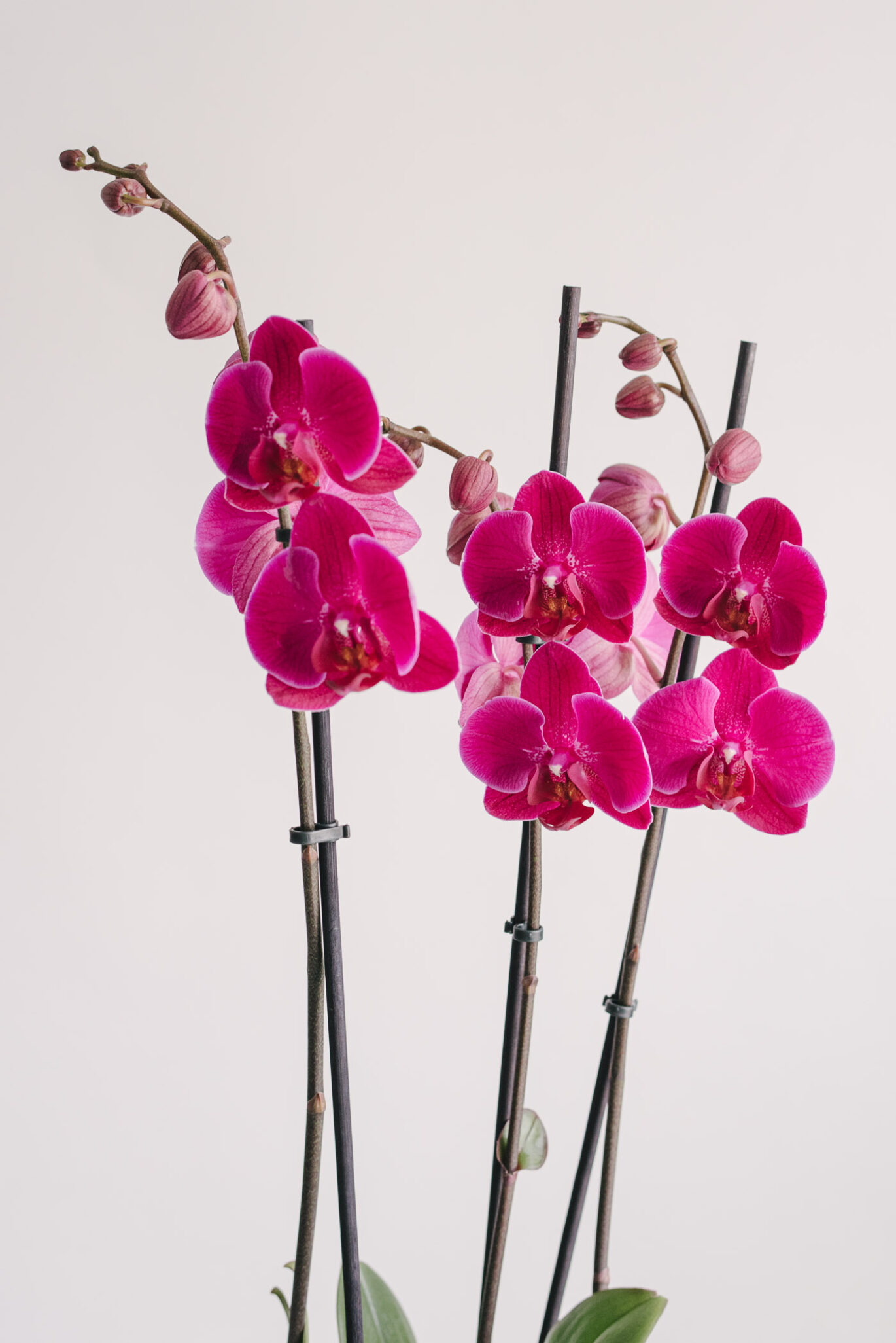 Orhidee Phalaenopsis la ghiveci mov cu 3 fire