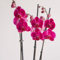 Orhidee Phalaenopsis la ghiveci mov cu 3 fire