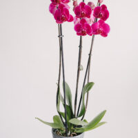 Orhidee Phalaenopsis colorata la ghiveci