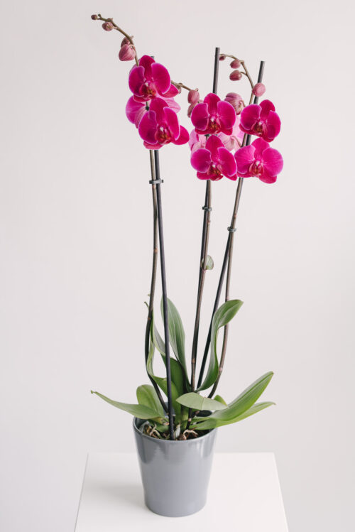 Orhidee Phalaenopsis colorata la ghiveci