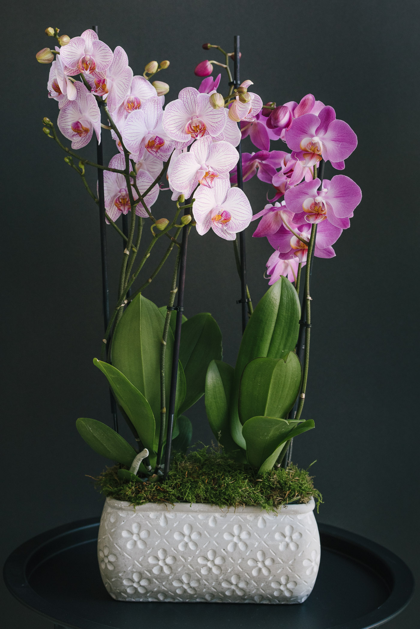 2 Orhidee La Ghiveci Și Mușchi În Vas Ceramic Oval Gri