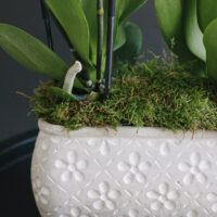 2 Orhidee La Ghiveci Și Mușchi În Vas Ceramic Oval Gri