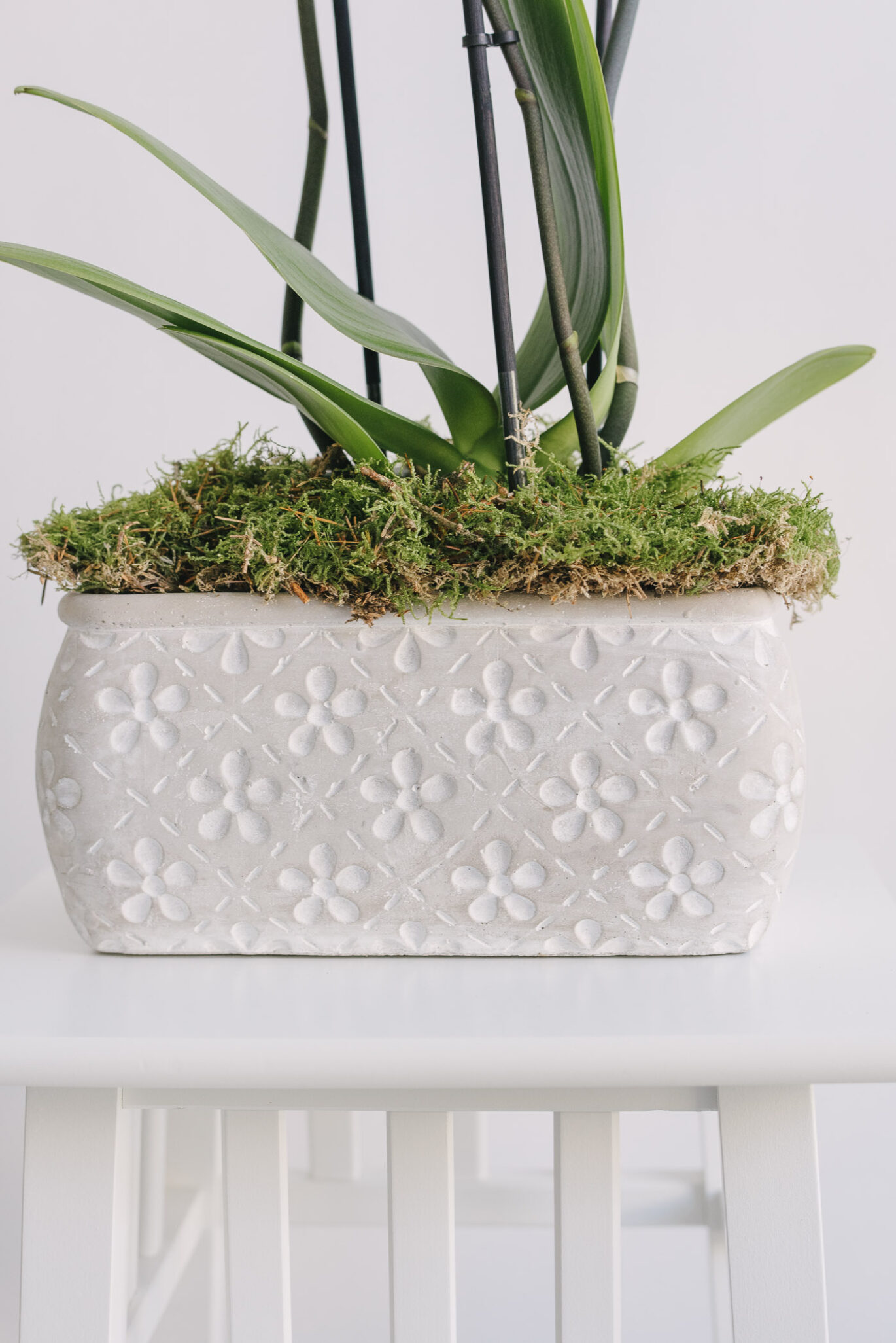 Aranjament cu o orhidee la ghiveci in vas ceramic