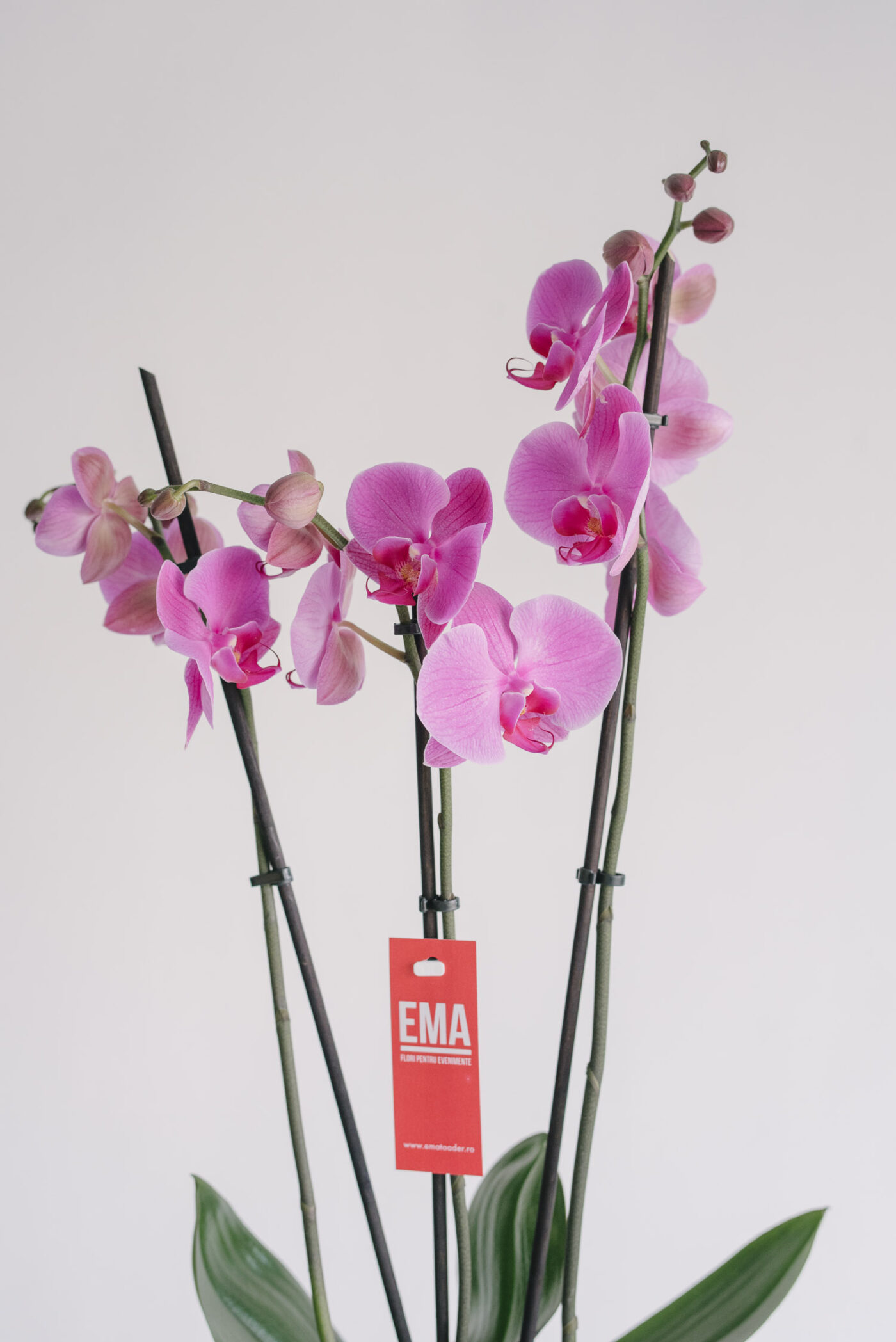 Aranjament cu orhidee la ghiveci și mușchi în vas din metal-3