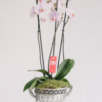 Aranjament cu orhidee la ghiveci și mușchi în vas din metal argintiu