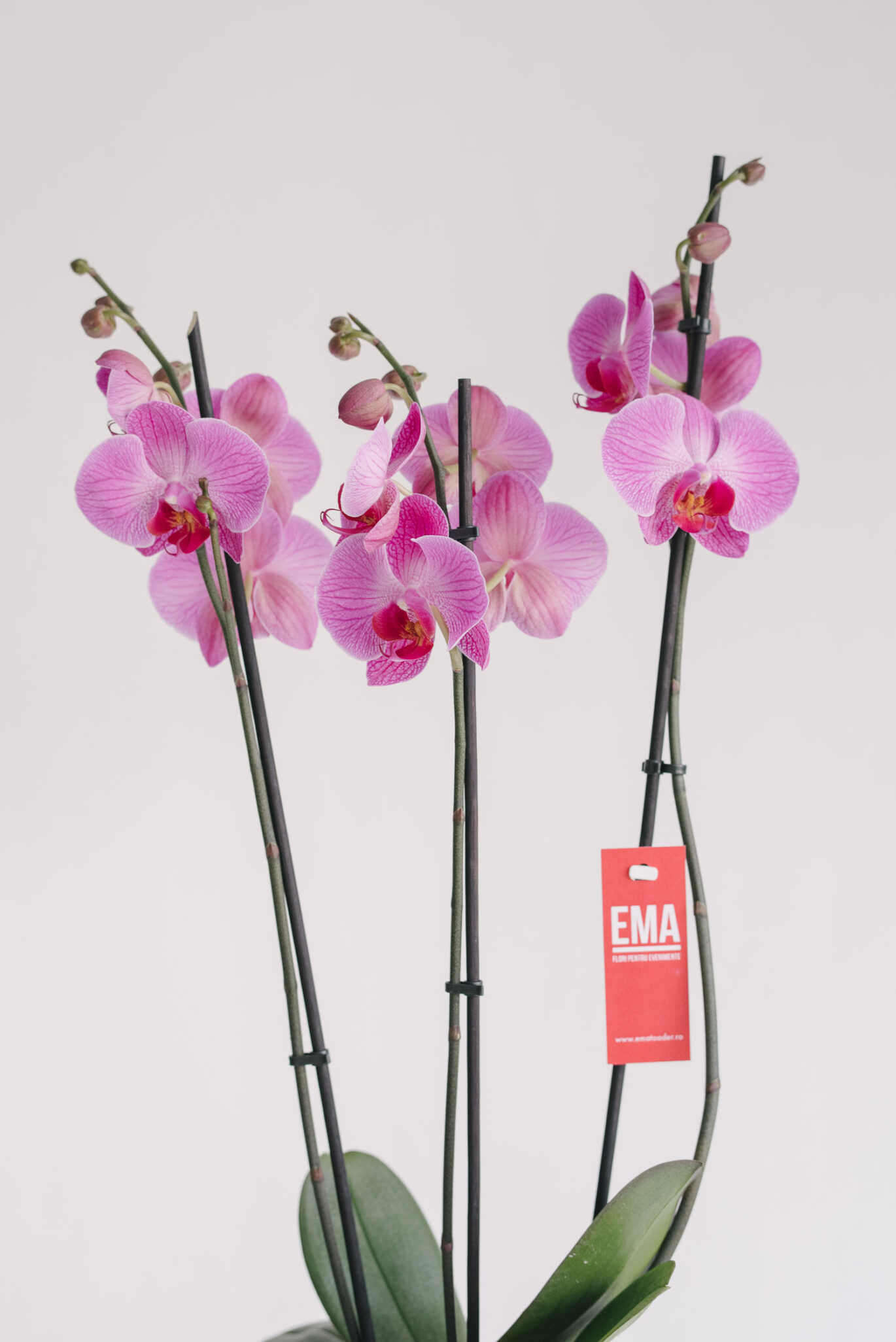 Aranjament cu orhidee Phalaenopsis în vas oval antichizat