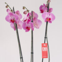 Aranjament cu orhidee Phalaenopsis în vas oval antichizat