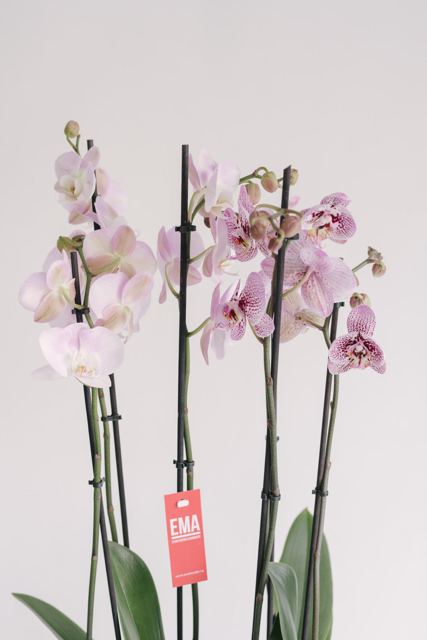 Ramuri de orhidee phalaenopsis