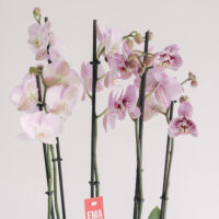 Ramuri de orhidee phalaenopsis