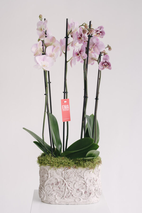 Aranjament cu orhidee la ghiveci în vas ceramic mare înalt