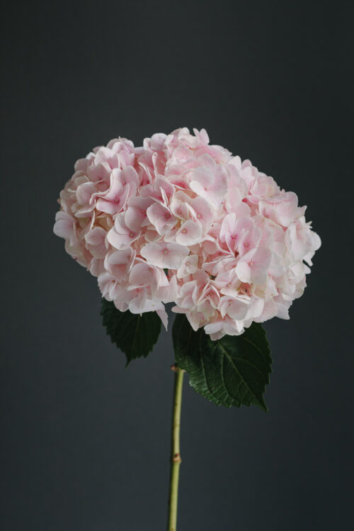 Hortensie roz deschis