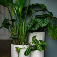 Vas ceramic de mari dimensiuni pentru plante crem