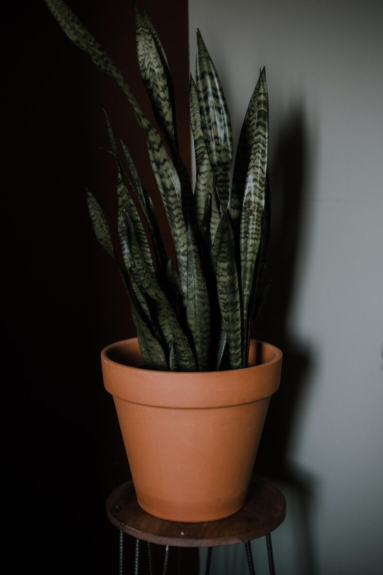 Plante De Interior